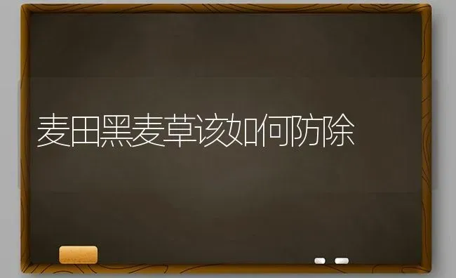 麦田黑麦草该如何防除 | 养殖技术大全