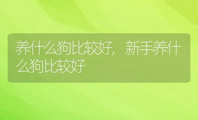 养什么狗比较好,新手养什么狗比较好 | 养殖科普