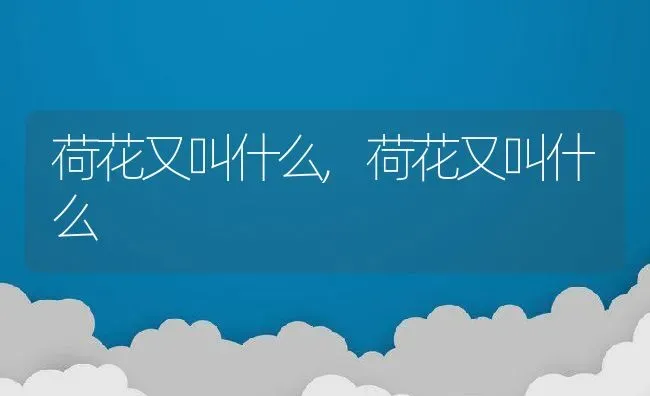 荷花又叫什么,荷花又叫什么 | 养殖科普