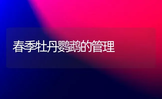 春季牡丹鹦鹉的管理 | 养殖知识