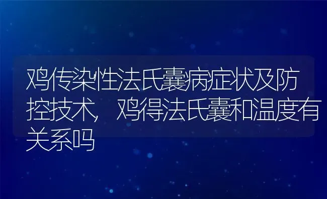 鸡传染性法氏囊病症状及防控技术,鸡得法氏囊和温度有关系吗 | 养殖学堂