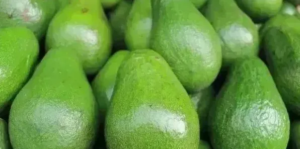 提高牛油果产量的种植管理技术有哪些？ | 生活妙招