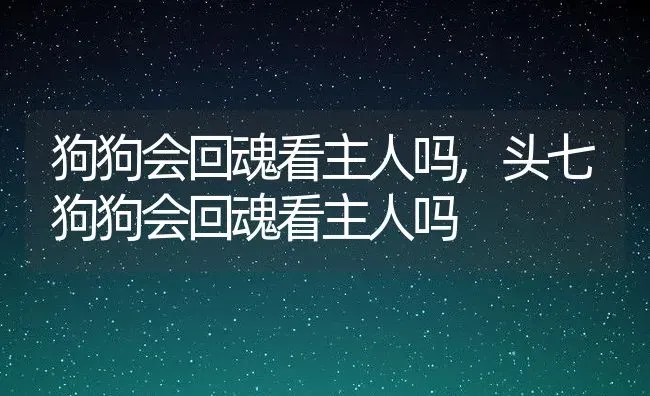 狗狗会回魂看主人吗,头七狗狗会回魂看主人吗 | 养殖科普