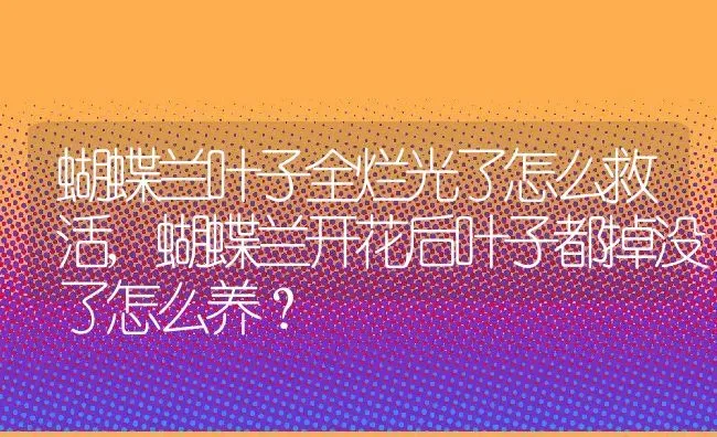 蝴蝶兰叶子全烂光了怎么救活,蝴蝶兰开花后叶子都掉没了怎么养？ | 养殖学堂