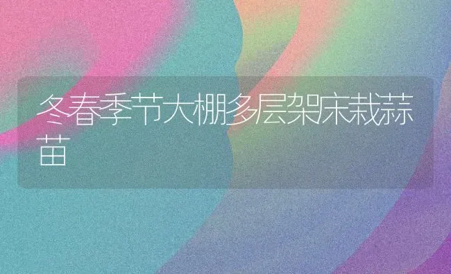 冬春季节大棚多层架床栽蒜苗 | 养殖知识