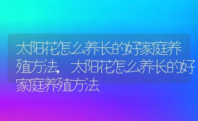 太阳花怎么养长的好家庭养殖方法,太阳花怎么养长的好家庭养殖方法 | 养殖科普