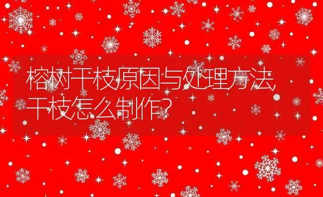 榕树干枝原因与处理方法,干枝怎么制作？ | 养殖科普