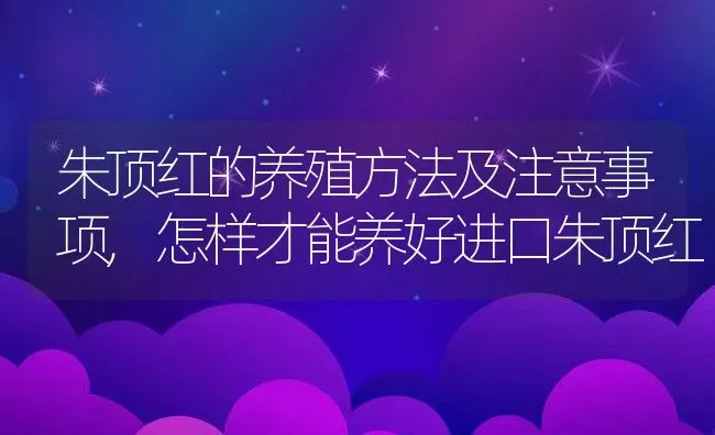 朱顶红的养殖方法及注意事项,怎样才能养好进口朱顶红 | 养殖学堂