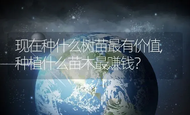 黑心菊和金光菊有什么区别,千头菊花盆选择？ | 养殖科普