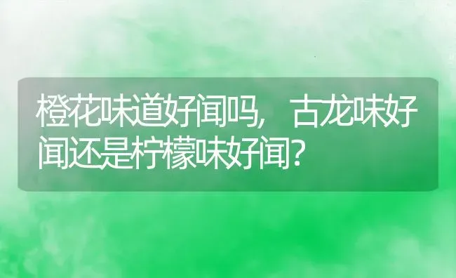 橙花味道好闻吗,古龙味好闻还是柠檬味好闻？ | 养殖科普