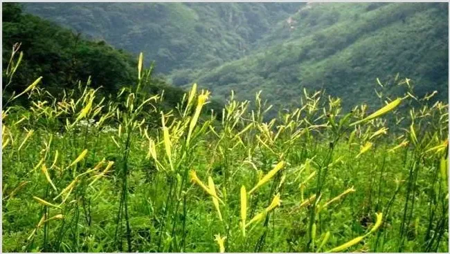 黄花菜生长环境有什么要求 | 常识大全