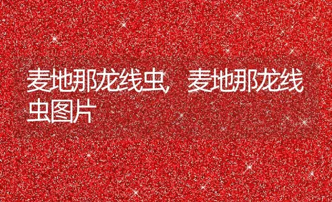 麦地那龙线虫,麦地那龙线虫图片 | 养殖资料