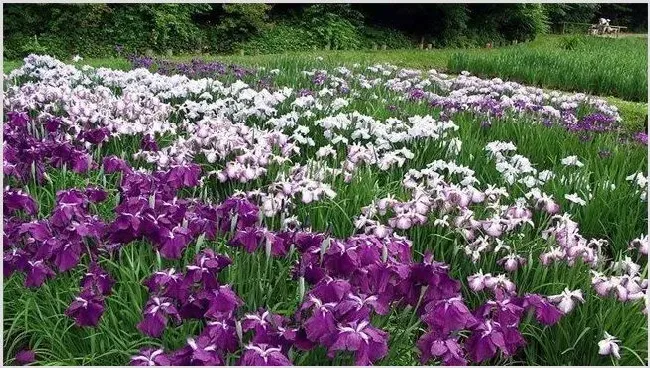 鸢尾的种植方法介绍 | 生活常识