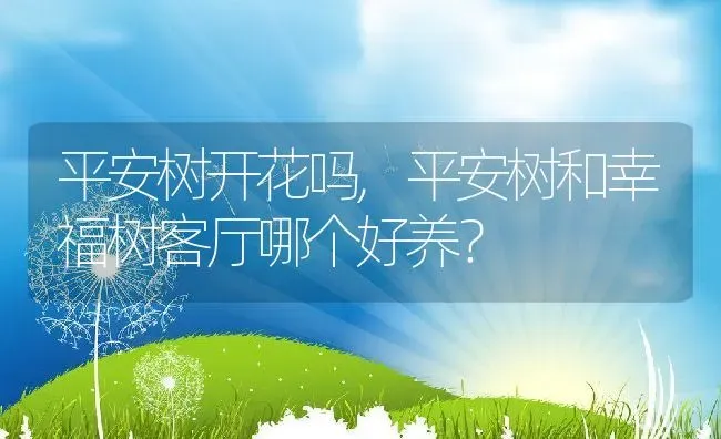 平安树开花吗,平安树和幸福树客厅哪个好养？ | 养殖科普