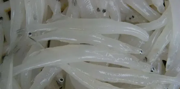 银鱼的产地在哪里？银鱼好养吗 | 农广天地