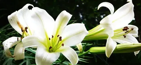 男人送女人百合花意味着什么,男朋友送百合花给我啥意思啊，真心不懂？
