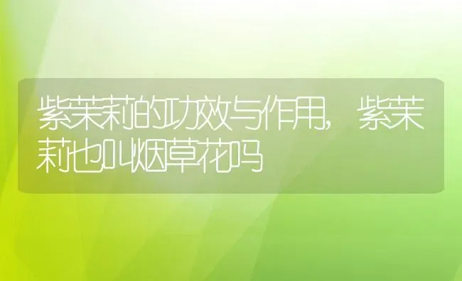紫茉莉的功效与作用,紫茉莉也叫烟草花吗 | 养殖科普