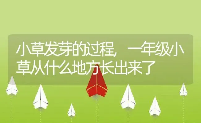 小草发芽的过程,一年级小草从什么地方长出来了 | 养殖学堂