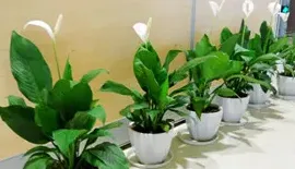 白掌放在家里哪个地方最适合,白掌放在客厅电视柜上可以吗？