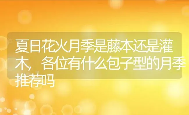 夏日花火月季是藤本还是灌木,各位有什么包子型的月季推荐吗 | 养殖学堂