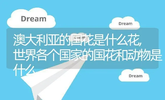 澳大利亚的国花是什么花,世界各个国家的国花和动物是什么 | 养殖学堂