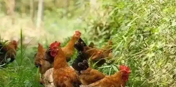 夏季鸡群采食量下降原因及解决方法 | 三农知识