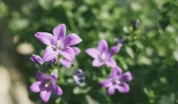 丹麦风铃草的繁殖 | 生活常识