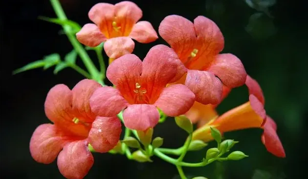 为什么门前不栽凌霄花,凌霄花种在庭院哪处合适？