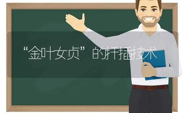 “金叶女贞”的扦插技术 | 养殖知识