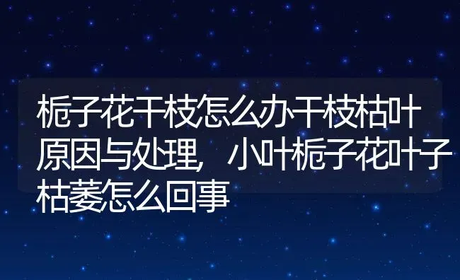 栀子花干枝怎么办干枝枯叶原因与处理,小叶栀子花叶子枯萎怎么回事 | 养殖学堂