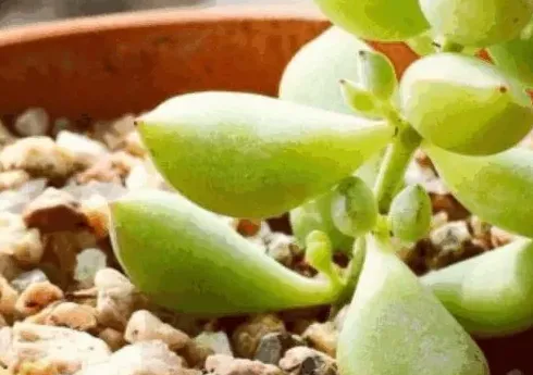 达摩福娘的养殖方法及注意事项,达摩福娘的养殖方法？