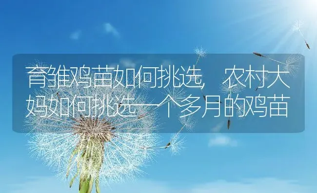 育雏鸡苗如何挑选,农村大妈如何挑选一个多月的鸡苗 | 养殖学堂