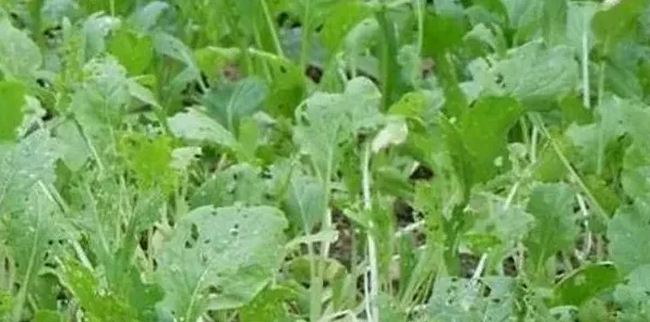 春季蔬菜红蜘蛛、白粉虱、菜蚜害虫的防治药剂 | 三农知识