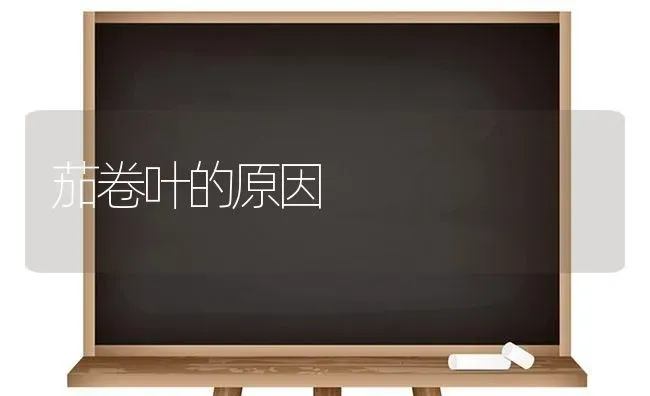 茄卷叶的原因 | 养殖技术大全
