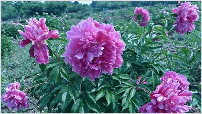 芍药的种植技巧 | 妙招大全