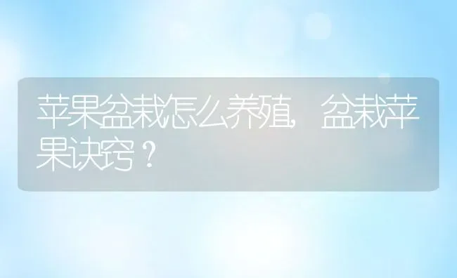 苹果盆栽怎么养殖,盆栽苹果诀窍？ | 养殖科普