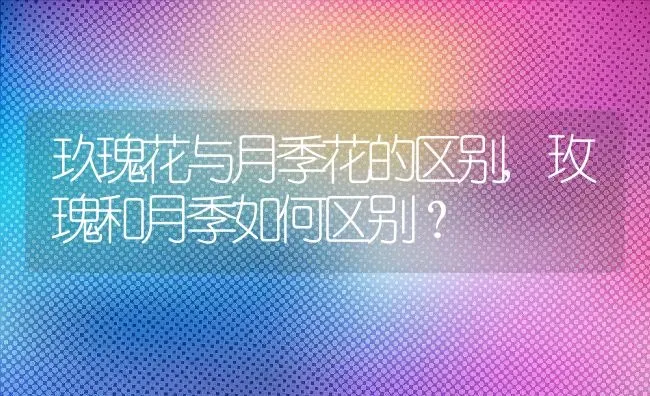 玖瑰花与月季花的区别,玫瑰和月季如何区别？ | 养殖科普