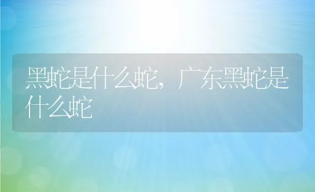 黑蛇是什么蛇,广东黑蛇是什么蛇 | 养殖资料