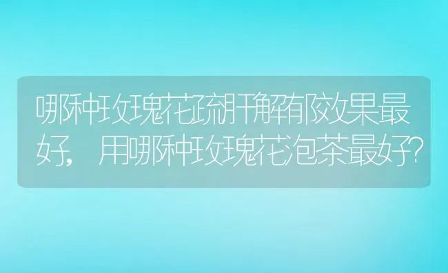 哪种玫瑰花疏肝解郁效果最好,用哪种玫瑰花泡茶最好？ | 养殖学堂