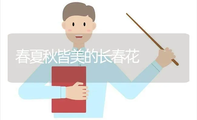 春夏秋皆美的长春花 | 养殖技术大全