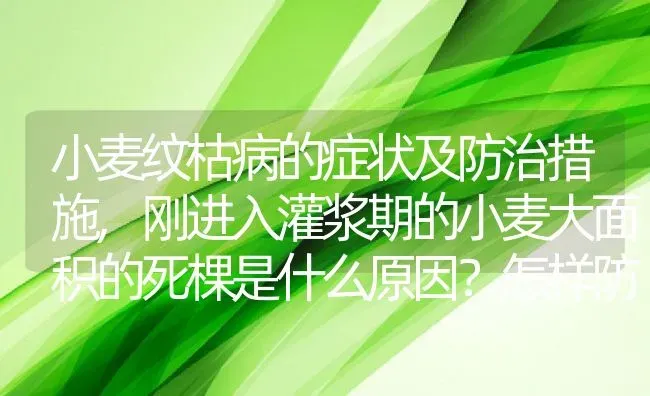 小麦纹枯病的症状及防治措施,刚进入灌浆期的小麦大面积的死棵是什么原因？怎样防治 | 养殖学堂
