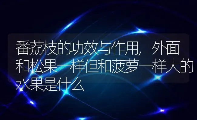 番荔枝的功效与作用,外面和松果一样但和菠萝一样大的水果是什么 | 养殖学堂