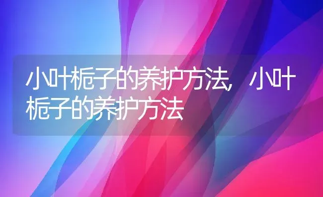 小叶栀子的养护方法,小叶栀子的养护方法 | 养殖科普