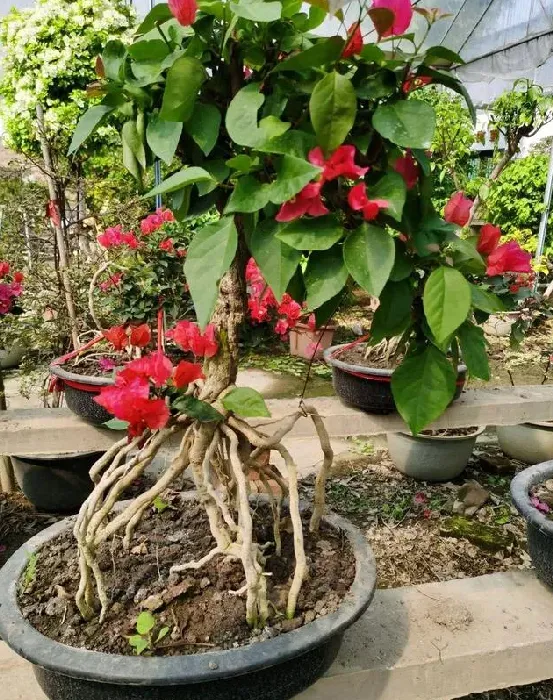 三角梅盆景制作方法,三角梅提根的制作方法？