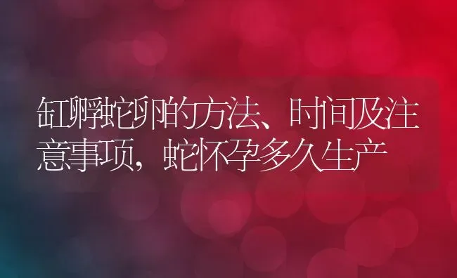 缸孵蛇卵的方法、时间及注意事项,蛇怀孕多久生产 | 养殖学堂