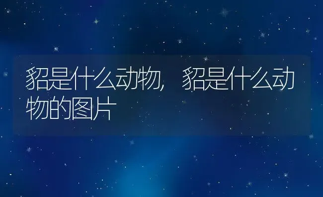 貂是什么动物,貂是什么动物的图片 | 养殖资料