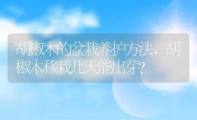 胡椒木的盆栽养护方法,胡椒木移栽几天能出芽？ | 养殖学堂