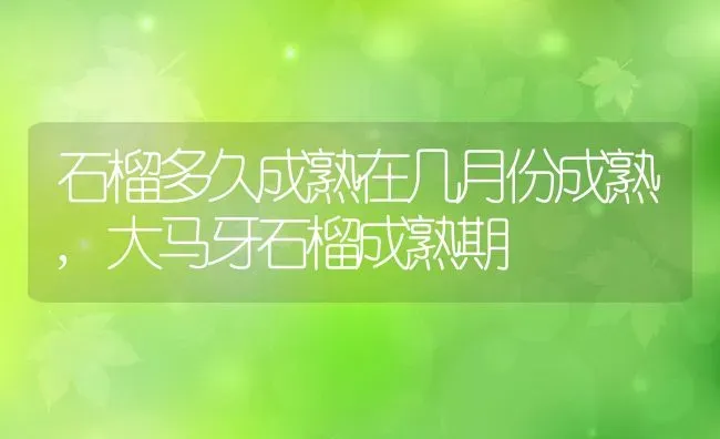 石榴多久成熟在几月份成熟,大马牙石榴成熟期 | 养殖学堂