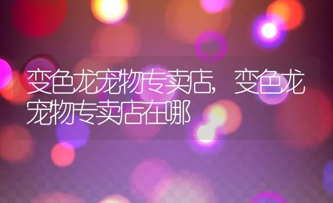 变色龙宠物专卖店,变色龙宠物专卖店在哪 | 养殖资料