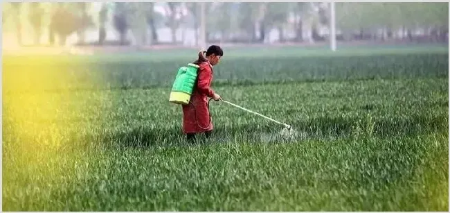 小麦除草什么时候打药合适？ | 农广天地